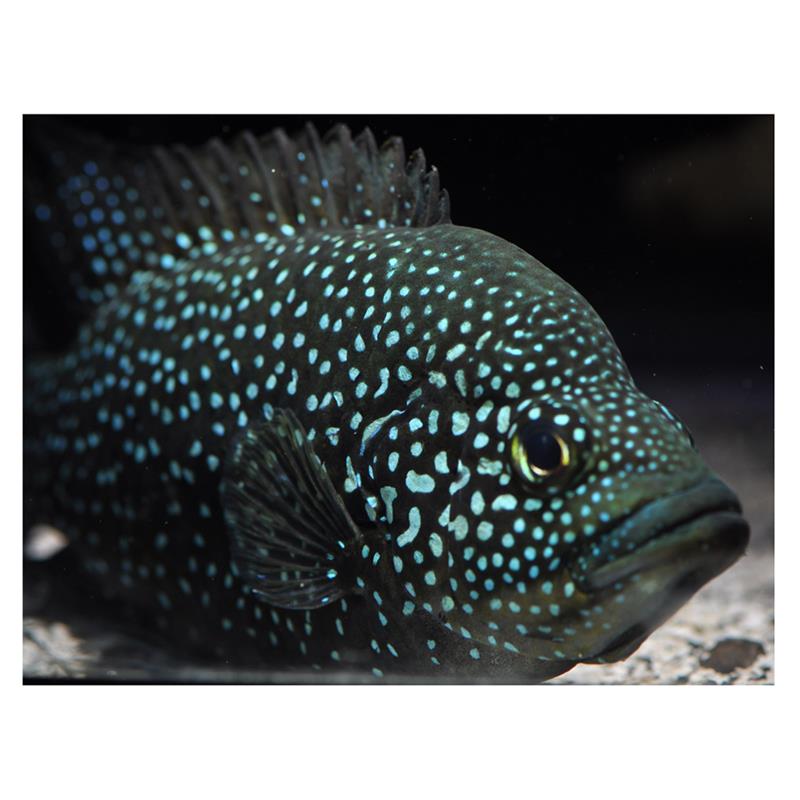 Paratilapia Polleni - imagine 5